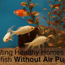Check spelling or type a new query. Caring For Your Goldfish In A Fish Bowl Without An Air Pump Pethelpful