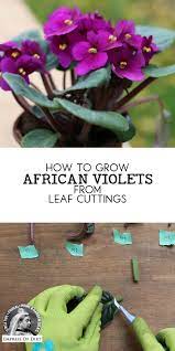 How To Grow African Violets From Leaf Cuttings How To Grow African Violets African Violets African Violets Plants