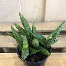 Let this strong piece of natural sculpture stand proud. Sansevieria Inti Houseplant 9cm Pot Houseplants Old Railway Line Garden Centre