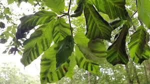 Beech Leaf Disease Added To Michigan Invasive Species List