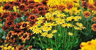 Planting perennials in the fall is a simple way to enjoy a larger, more stunning garden next spring. The 15 Best Perennials For Fall Color Gardener S Path