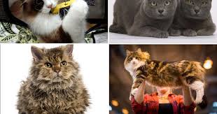 Males typically weigh 13 to 18 kilograms (29 to 40 lb), while african caracal lynx kittens bear reddish spots on the underbelly that disappear when they grow up. 20 Of The Most Expensive Cat Breeds