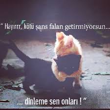 Cats Hayir Kotu Sans Falan Getirmiyorsun Alinti Kediler Komik Goruntuler Komik Komik Seyler