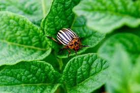 How to prevent pests in your garden. 3 Secrets To Stop Garden Pests Naturally How To Keep Plants Bug Free