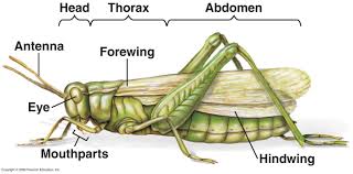 Grasshopper its carapace is like a grasshopper tamiya rc classics & moderns these pictures of this page are about:carapace on. Grasshopper Body Parts