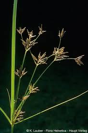 Image result for Cyperus longus