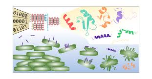 Quack, ägyptisches und südarabisches alphabet, rde 44 (1993), s. Ampgan V2 Machine Learning Guided Design Of Antimicrobial Peptides Journal Of Chemical Information And Modeling