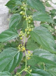 Image result for Colubrina asiatica