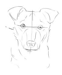 Here S How To Draw Your Dog S Portrait Using A Photograph Dog Drawing Tutorial Dog Face Drawing Dog Drawing