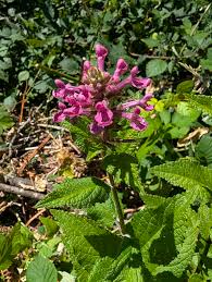 Image result for Panicum graciliflorum