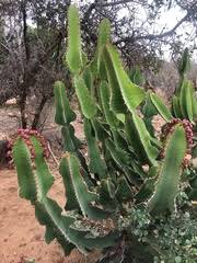 Image result for Philyrophyllum schinzii