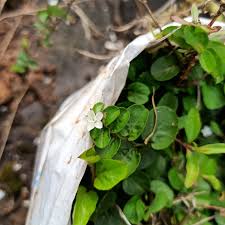 Image result for Evolvulus nummularius