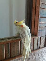 Find a life companion with us today, we assure you all our parrots are super stunning and will vibrate your home with so much love and sweetness. Cockatiel World S Second Popular Pet Bird Cockatiel Bird Pet Birds Cockatiel