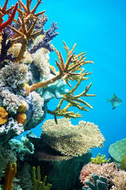 On The Beach View Of Two Chairs And Umbrella On The Beach Sponsored View Beach Umbrella Chairs Ad Underwater World Stock Images Free Image