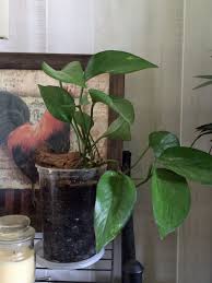 Download and use 10,000+ indoor plants stock photos for free. Problems With Pothos Plants What To Do For Stunted Pothos Plants