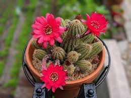 I'm so glad i got to see them! My Rose Quartz Peanut Cactus Has Between 40 And 50 Buds On It And 3 Of Them Are Blooming Today Succulents