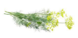 Maybe you would like to learn more about one of these? How To Plant Grow And Harvest Dill