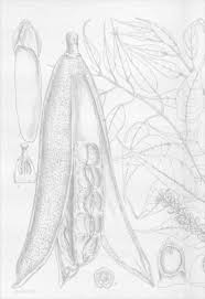 Image result for Decorsea schlechteri