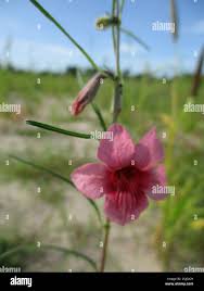 Image result for Sesamum alatum