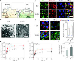 Just change it back to.mzp before dropping it in max. In Vitro And In Vivo Osteogenesis Up Regulated By Two Dimensional Nanosheets Through A Macrophage Mediated Pathway Biomaterials Science Rsc Publishing