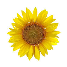 Yellow Sunflower On White Background With Path In 2020 Yellow Sunflower Stock Photos White Background