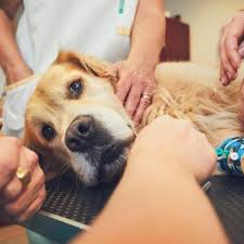 Eventually, most lymphomas develop resistance to all chemotherapy drugs, and dogs with lymphoma die or are euthanized when the cancer can no longer be controlled with chemotherapy. Treatment Of Lymphoma In Dogs Life Expectancy