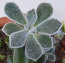 We did not find results for: Echeveria Pulvinata Zimmerpflanzenlexikon Info