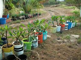 How To Grow Plumeria Planting Flowers Plants Fragrant Garden