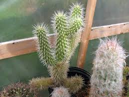 And unlike most cacti, schlumbergeras do not my plant right from the seller in photo on left above, where it has been kept indoors and happy, to outdoor. Growing Non Hardy Cacti In Cold Climates On Line Guide To The Positive Identification Of Members Of The Cactus Family
