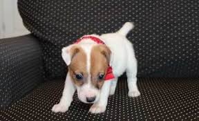 For those who are dedicated to the preservation of the short legged jack russell terrier. Short Legged Jack Russell Pups Available Central For Sale Los Angeles Central Pets Dogs