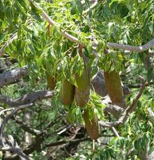 Image result for Entandrophragma caudatum