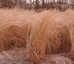 Image result for Andropogon
