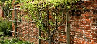 Check spelling or type a new query. Everything You Need To Know About Espalier Flower Power