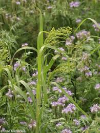 Image result for Panicum miliaceum