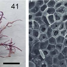 Image result for Microcoelia corallina