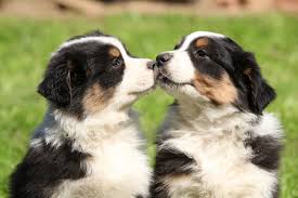 Best Dog Food For Australian Shepherds Puppies Adult