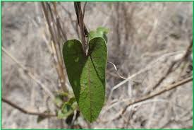 Image result for Aristolochia albida