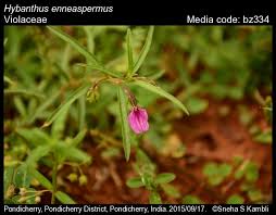 Image result for Afrohybanthus enneaspermus