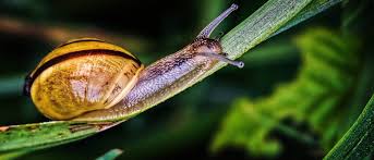 Was hilft gegen schnecken im garten? Frag Mutti Was Tun Gegen Schnecken Im Garten Hey Schnecke Detektor Fm Das Podcast Radio