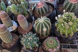 Cactus flowers can be various colors from deep pinks to beautiful shades of red. Top 10 Beautiful Types Of Cacti With Names And Pictures Florgeous