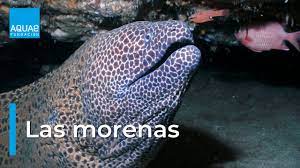Morenas La Pesadilla Nocturna Marina Fundacion Aquae
