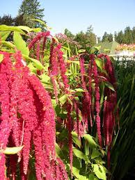 Tips On Growing Love Lies Bleeding Flower