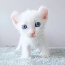 Albino Cats Are Not Just White Cats Here S How To Tell Them Apart Cattime Albino Cat Baby Cats Beautiful Cats