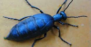 Beetle Big Black Bug In House Unknown Blue Black Bug Meloe Impressus Female Bugs Insects Blue Black