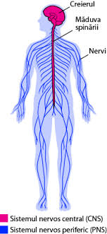 În cazul meningitei, straturile din jurul creierului (meningele) se infectează şi se inflamează. PÄƒrÅ£ile Sistemului Nervos Ask A Biologist