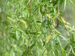 Image result for Salix babylonica