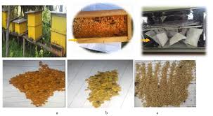 Image result for Vernonia thomsoniana