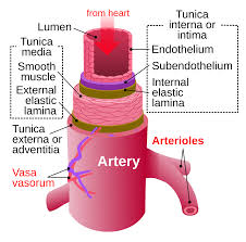 We think this is the most useful anatomy picture that you need. Artery Wikipedia