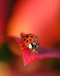 Black And Red Ladybug Meaning Pin By Tatyana Birchak On Vdohnovenie Beautiful Bugs Animals Beautiful Animals