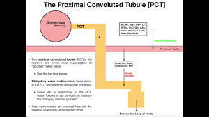 (1st convoluted tubule labeled at center top.) Functions Histology Of The Proximal Convoluted Tubule Pct Youtube